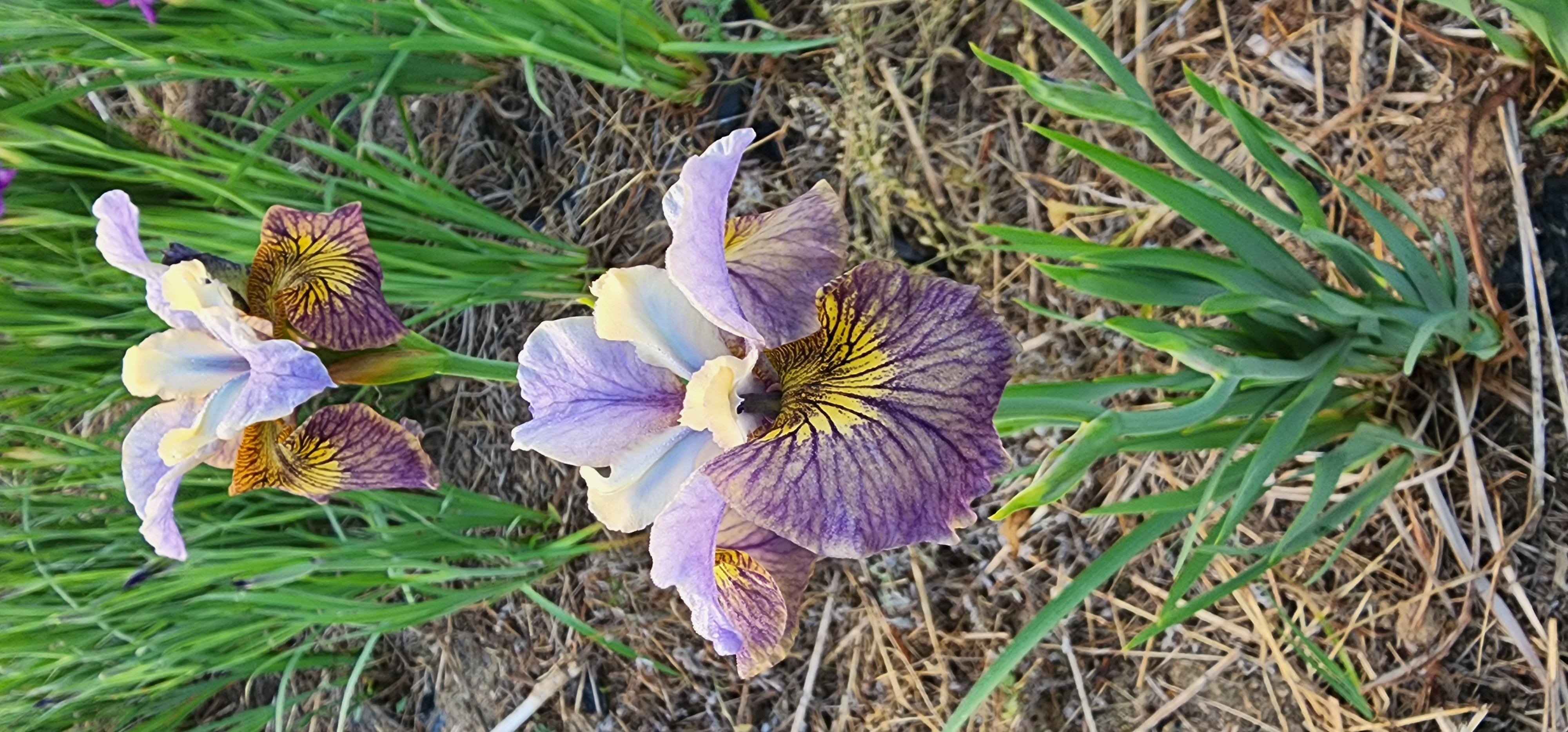 Iris 'URI2022-17'